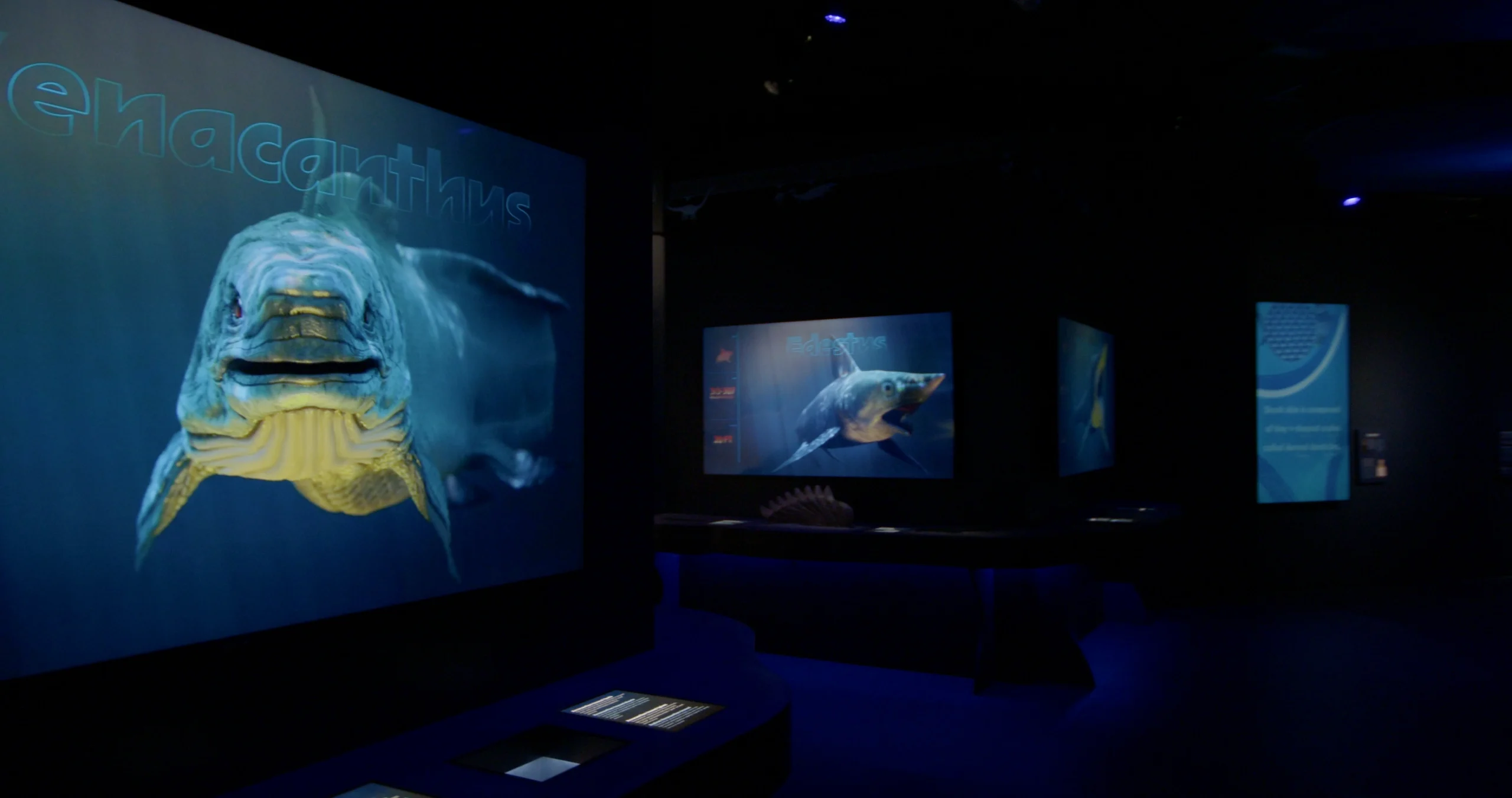 Sharks Through Time